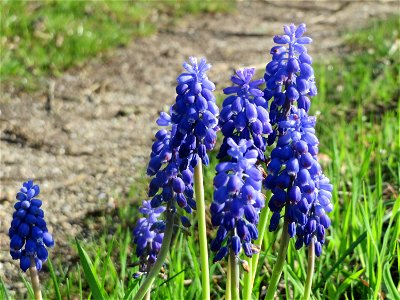 Armenische Traubenhyazinthe (Muscari armeniacum) in Hockenheim photo