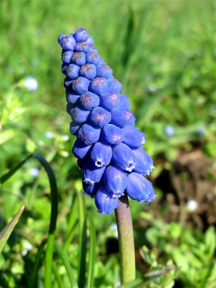 Armenische Traubenhyazinthe (Muscari armeniacum) in Hockenheim