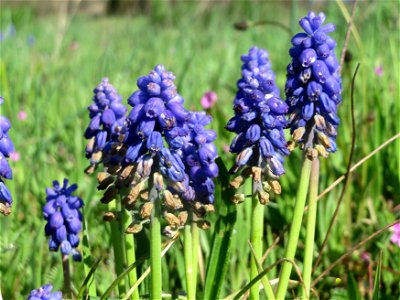 Armenische Traubenhyazinthe (Muscari armeniacum) in Hockenheim photo