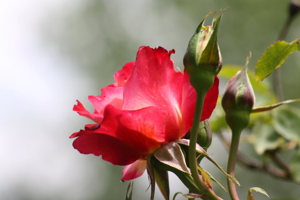 Rosebush leaf red