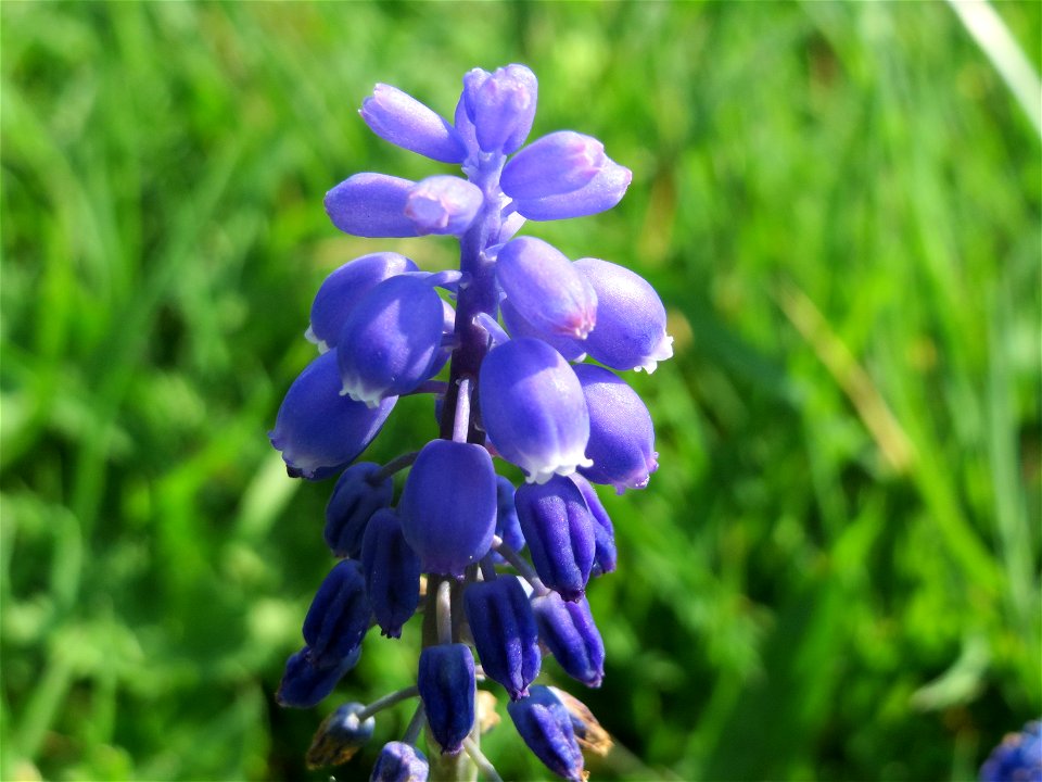 Armenische Traubenhyazinthe (Muscari armeniacum) in Heidelberg