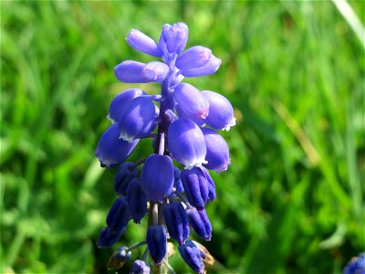 Armenische Traubenhyazinthe (Muscari armeniacum) in Heidelberg