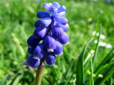 Armenische Traubenhyazinthe (Muscari armeniacum) in Heidelberg