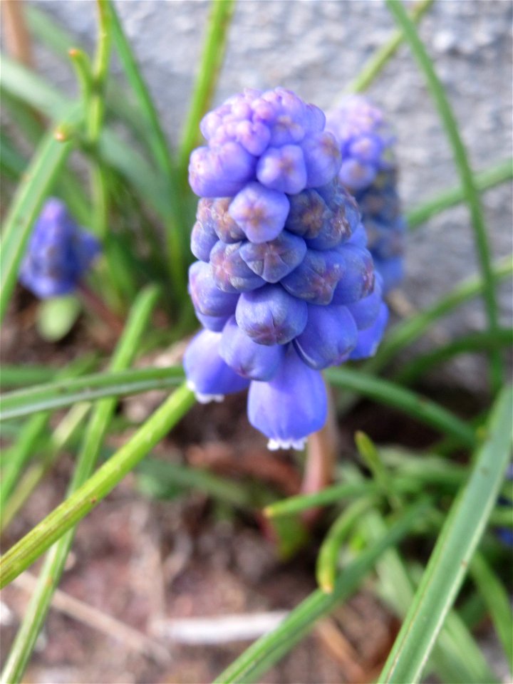 Armenische Traubenhyazinthe (Muscari armeniacum) in Hockenheim - ausgewildert vor der Gartenmauer