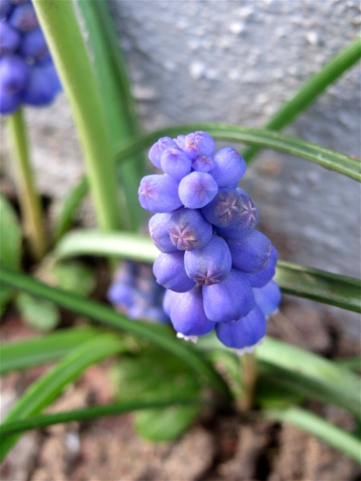 Armenische Traubenhyazinthe (Muscari armeniacum) in Hockenheim - ausgewildert vor der Gartenmauer