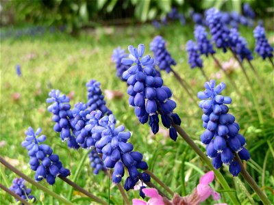 Armenische Traubenhyazinthe (Muscari armeniacum) in Hockenheim