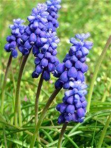 Armenische Traubenhyazinthe (Muscari armeniacum) in Hockenheim photo