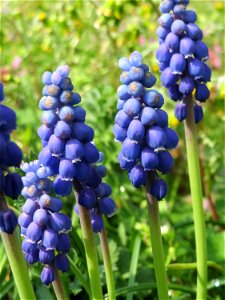 Armenische Traubenhyazinthe (Muscari armeniacum) in Hockenheim photo