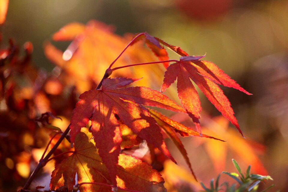 Maple leaf colorful plant
