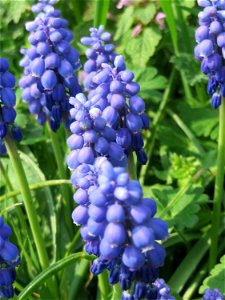 Armenische Traubenhyazinthe (Muscari armeniacum) in Hockenheim photo