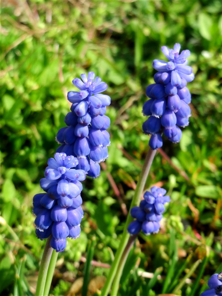Armenische Traubenhyazinthe (Muscari armeniacum) in einem aufgelassenem Schrebergarten in Hockenheim