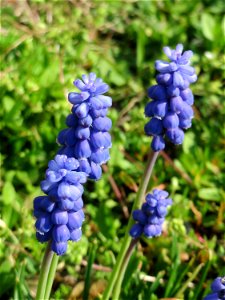 Armenische Traubenhyazinthe (Muscari armeniacum) in einem aufgelassenem Schrebergarten in Hockenheim