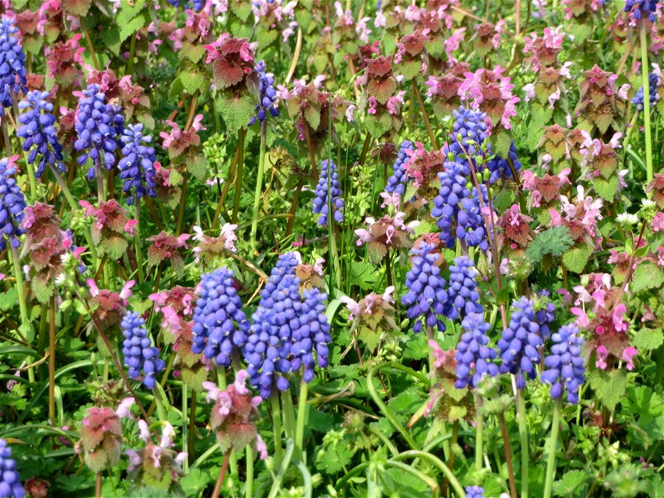 Ein Meer von Traubenhyazinthen (Muscari armeniacum) und Taubnesseln (Lamium purpureum) in Hockenheim