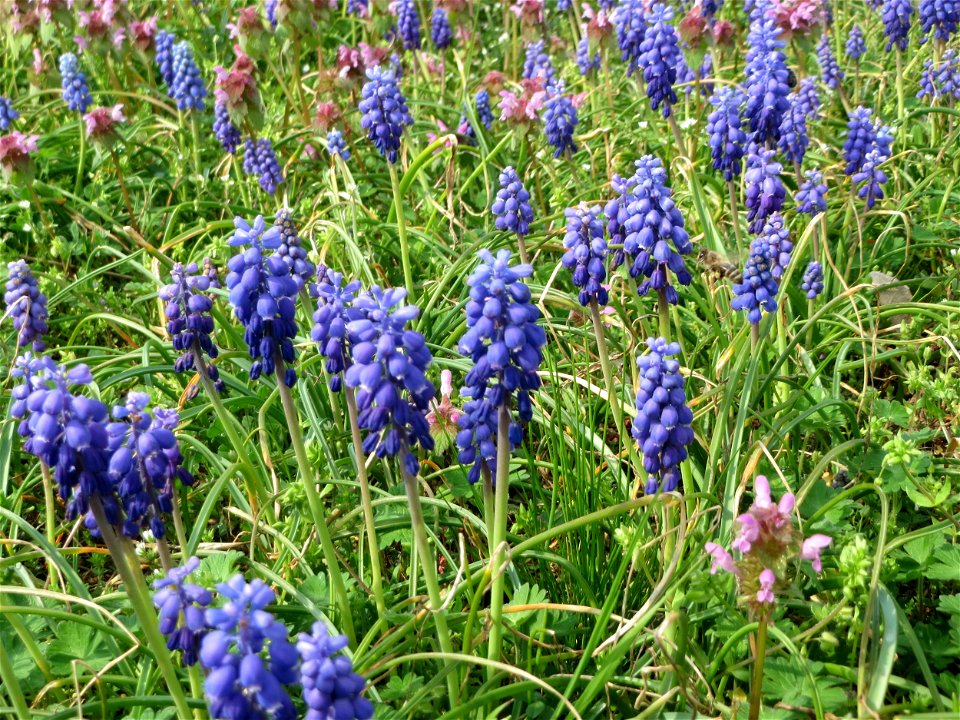 Ein Meer von Traubenhyazinthen (Muscari armeniacum) und Taubnesseln (Lamium purpureum) in Hockenheim