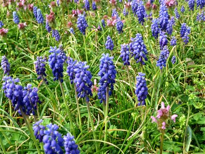 Ein Meer von Traubenhyazinthen (Muscari armeniacum) und Taubnesseln (Lamium purpureum) in Hockenheim