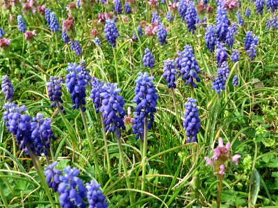 Ein Meer von Traubenhyazinthen (Muscari armeniacum) und Taubnesseln (Lamium purpureum) in Hockenheim photo