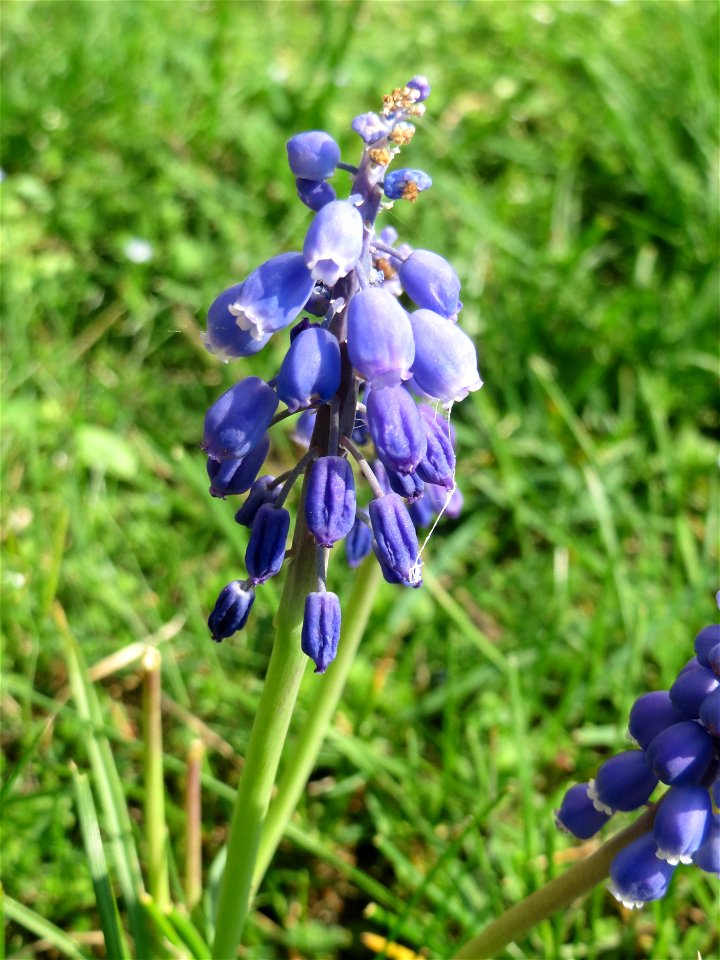 Armenische Traubenhyazinthe (Muscari armeniacum) in einem aufgelassenem Schrebergarten in Hockenheim