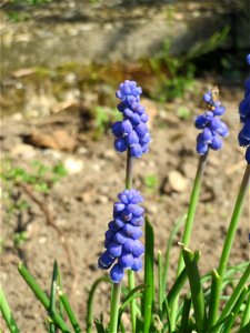 Armenische Traubenhyazinthe (Muscari armeniacum) in einem aufgelassenem Schrebergarten in Hockenheim