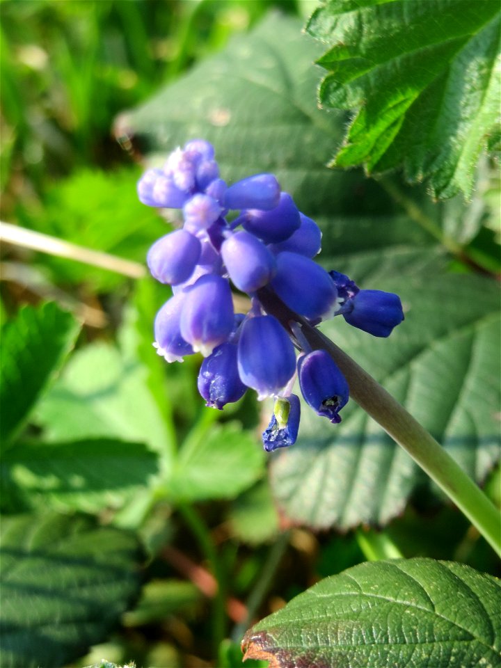 Armenische Traubenhyazinthe (Muscari armeniacum) in einem aufgelassenem Schrebergarten in Hockenheim