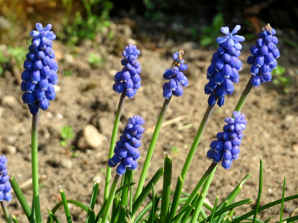 Armenische Traubenhyazinthe (Muscari armeniacum) in einem aufgelassenem Schrebergarten in Hockenheim
