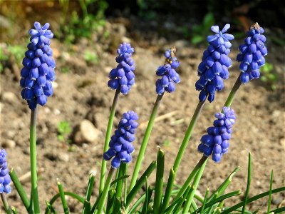 Armenische Traubenhyazinthe (Muscari armeniacum) in einem aufgelassenem Schrebergarten in Hockenheim