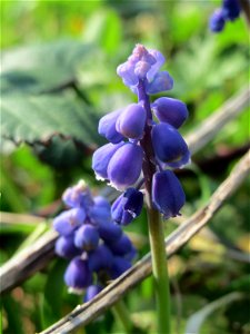 Armenische Traubenhyazinthe (Muscari armeniacum) in einem aufgelassenem Schrebergarten in Hockenheim