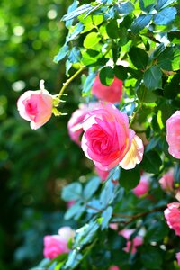 Pink plant garden photo