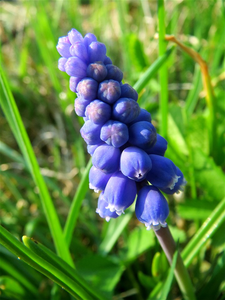 Armenische Traubenhyazinthe (Muscari armeniacum) in einem aufgelassenem Schrebergarten in Hockenheim