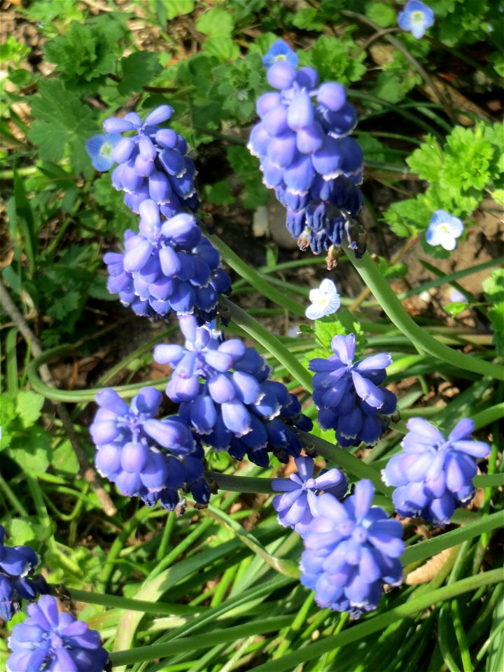Armenische Traubenhyazinthe (Muscari armeniacum) im Gartenschaupark Hockenheim