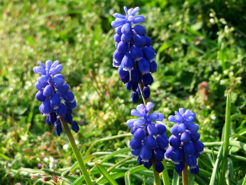 Armenische Traubenhyazinthe (Muscari armeniacum) in Hockenheim