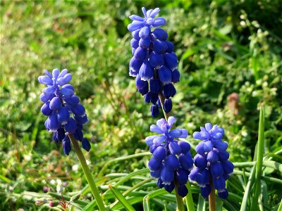 Armenische Traubenhyazinthe (Muscari armeniacum) in Hockenheim photo