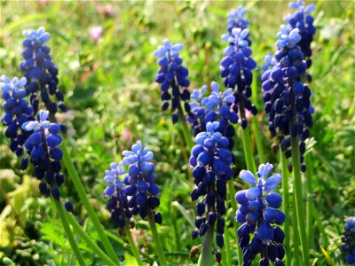 Armenische Traubenhyazinthe (Muscari armeniacum) in Hockenheim