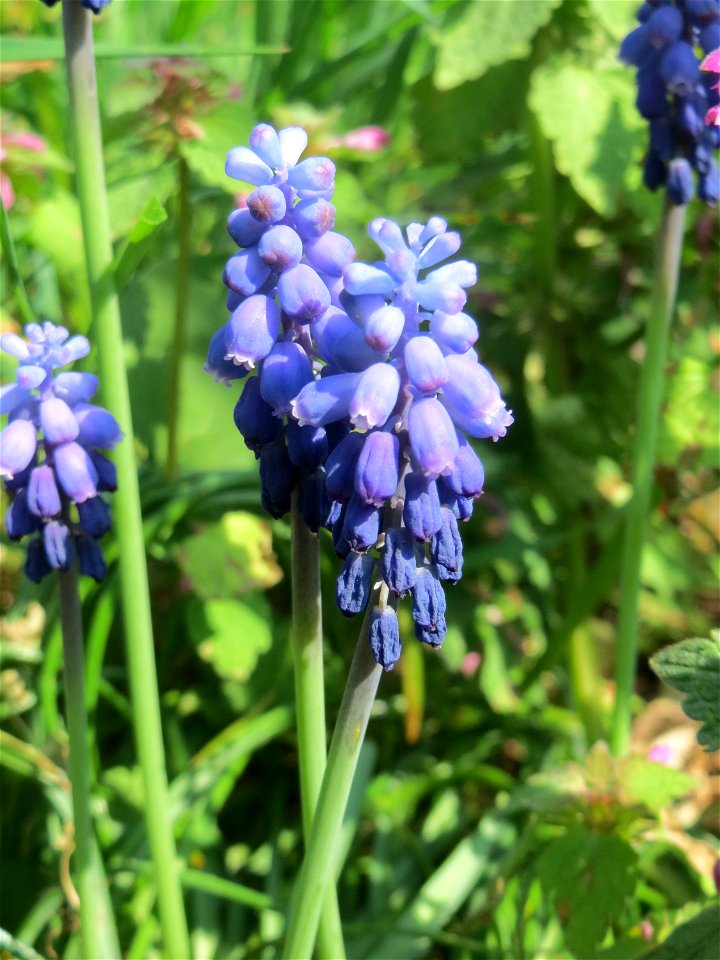 Armenische Traubenhyazinthe (Muscari armeniacum) auf einem Grünstreifen zwischen Eisenbahnstraße und Am Damm in Hockenheim