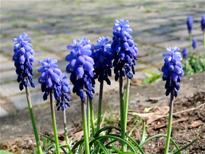 Ritzenbotanik: Armenische Traubenhyazinthe (Muscari armeniacum) auf einem Grünstreifen zwischen Eisenbahnstraße und Am Damm in Hockenheim