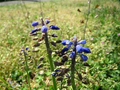 Armenische Traubenhyazinthe (Muscari armeniacum) in Hockenheim photo