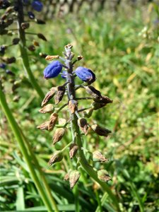 Armenische Traubenhyazinthe (Muscari armeniacum) in Hockenheim photo