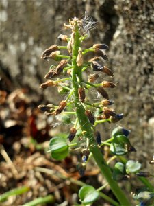 Ritzenbotanik: Armenische Traubenhyazinthe (Muscari armeniacum) in Hockenheim, verblüht