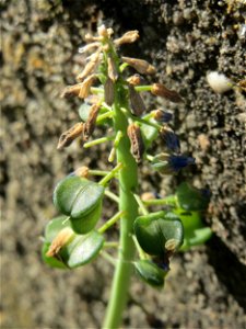 Ritzenbotanik: Armenische Traubenhyazinthe (Muscari armeniacum) in Hockenheim, verblüht