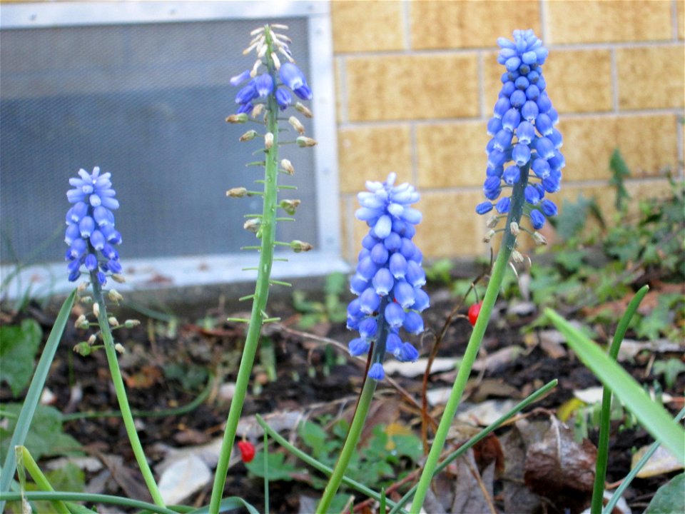 Frühling im Herbst: Armenische Traubenhyazinthe (Muscari armeniacum) in einem Vorgarten in Hockenheim - Urprung: Balkan bis Kaukasus
