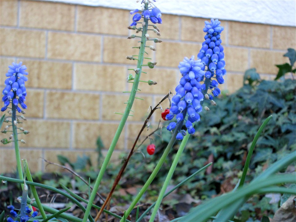 Frühling im Herbst: Armenische Traubenhyazinthe (Muscari armeniacum) in einem Vorgarten in Hockenheim - Urprung: Balkan bis Kaukasus