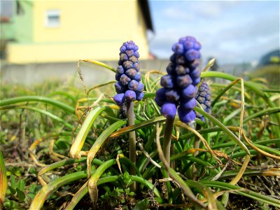 Armenische Traubenhyazinthe (Muscari armeniacum) in Hockenheim - Ursprung: Balkan/ Kaukasus