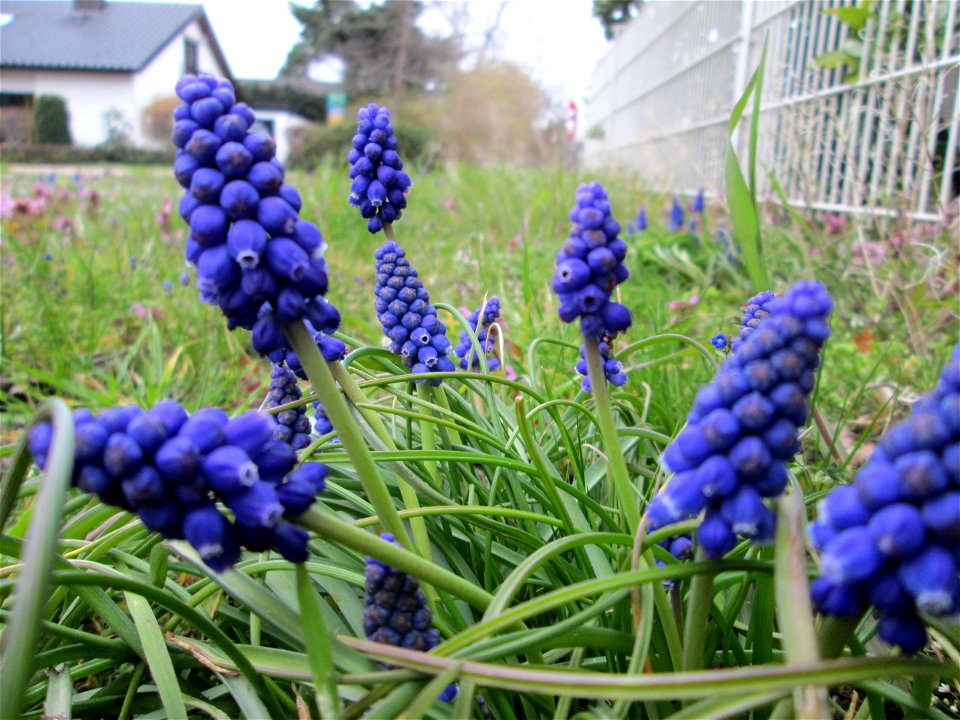 Armenische Traubenhyazinthe (Muscari armeniacum) in Hockenheim - Ursprung: Balkan/ Kaukasus