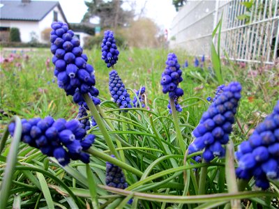 Armenische Traubenhyazinthe (Muscari armeniacum) in Hockenheim - Ursprung: Balkan/ Kaukasus photo