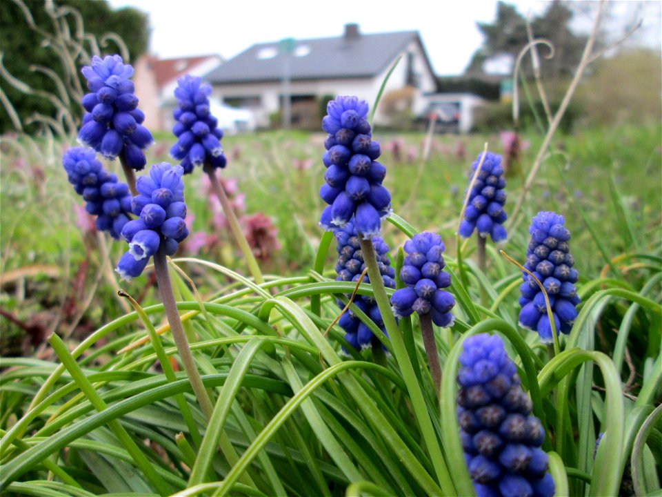 Armenische Traubenhyazinthe (Muscari armeniacum) in Hockenheim - Ursprung: Balkan/ Kaukasus