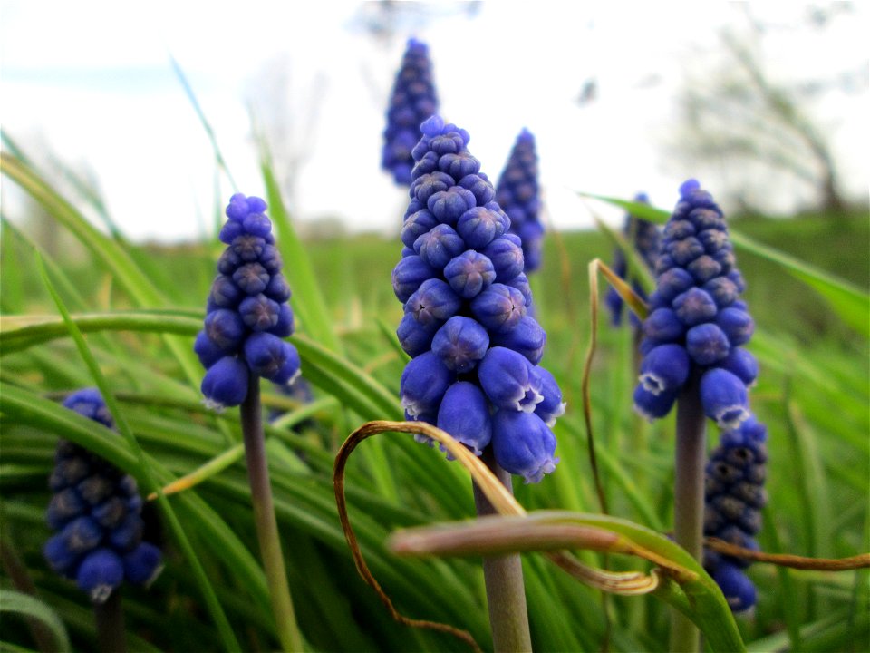 Armenische Traubenhyazinthe (Muscari armeniacum) am Kraichbach im Hockenheimer Rheinbogen