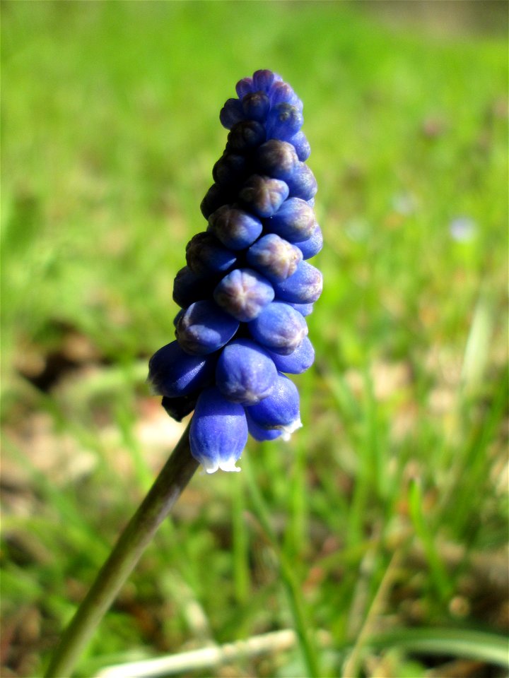Armenische Traubenhyazinthe (Muscari armeniacum) im Hockenheimer Rheinbogen