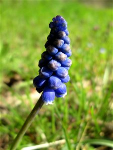 Armenische Traubenhyazinthe (Muscari armeniacum) im Hockenheimer Rheinbogen