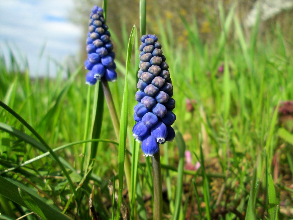 Armenische Traubenhyazinthe (Muscari armeniacum) im Hockenheimer Rheinbogen