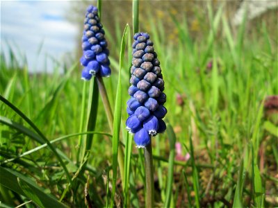 Armenische Traubenhyazinthe (Muscari armeniacum) im Hockenheimer Rheinbogen