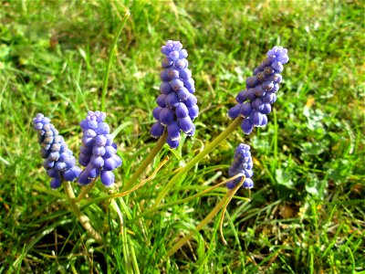 Armenische Traubenhyazinthe (Muscari armeniacum) in Hockenheim photo